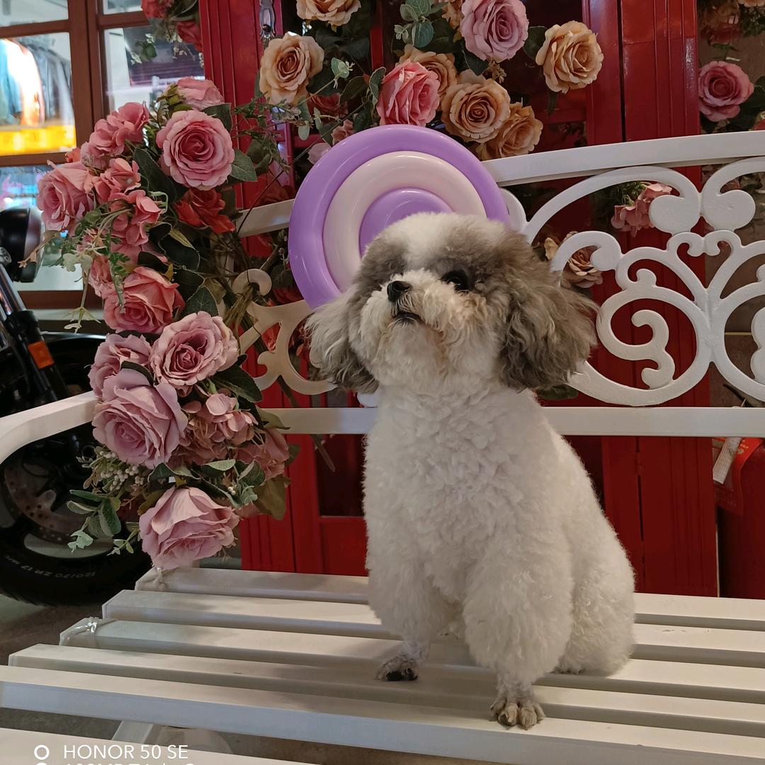 雪中花🌸