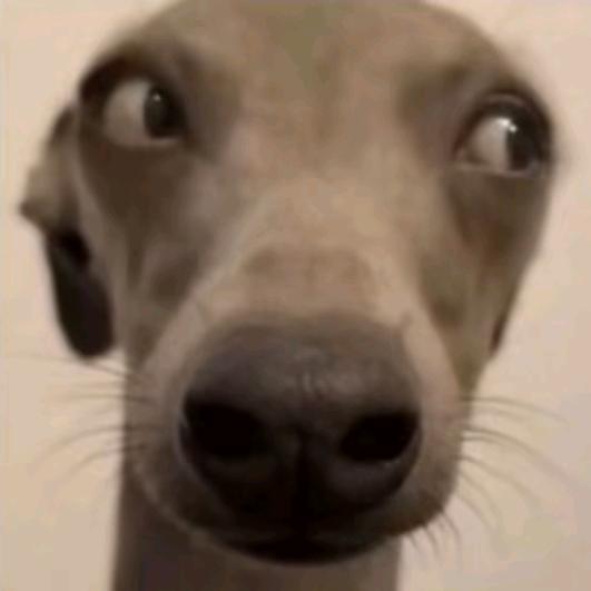 狗头均失