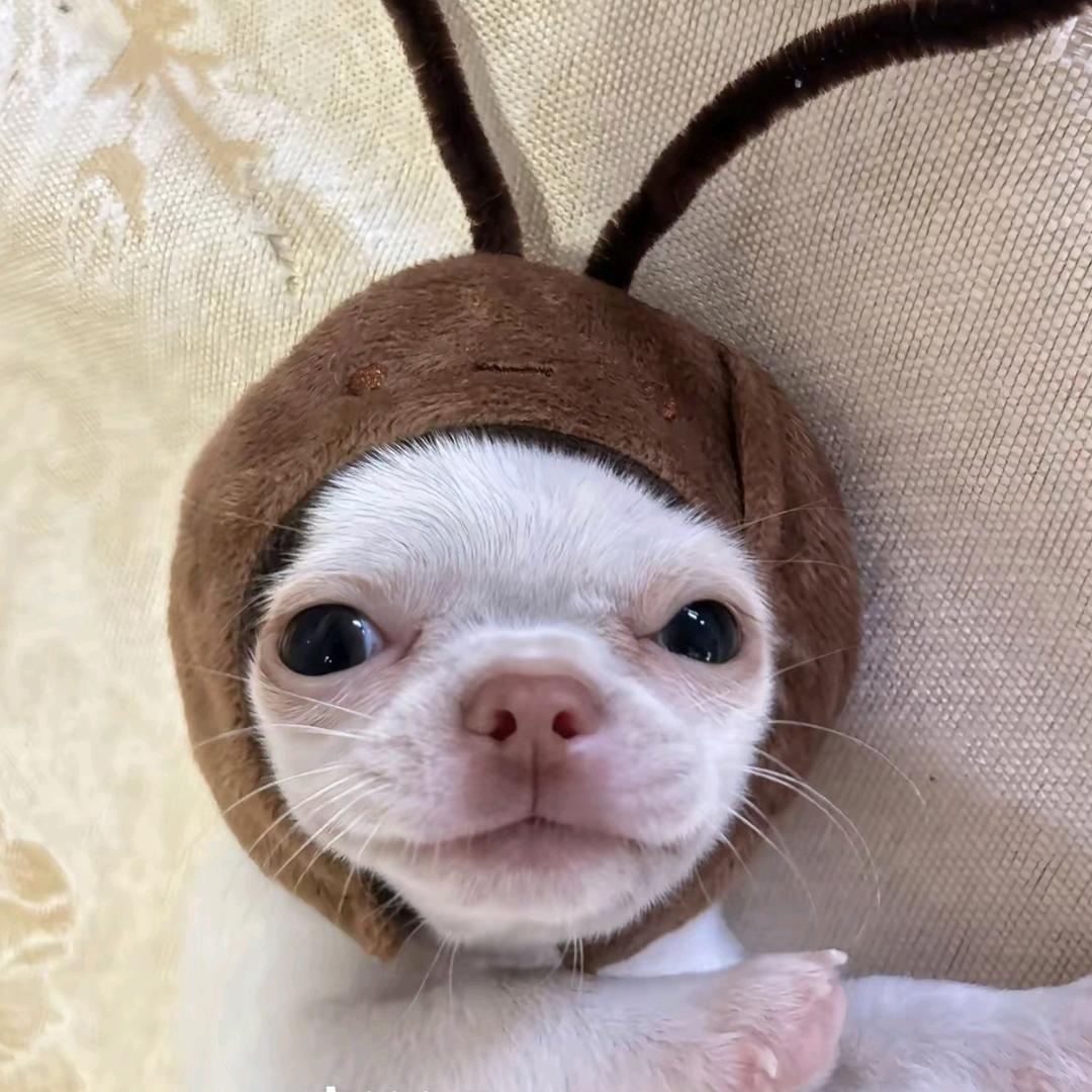 出生的时候好兄弟没来看我