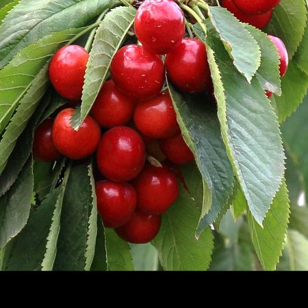 燕寻樱桃生态园