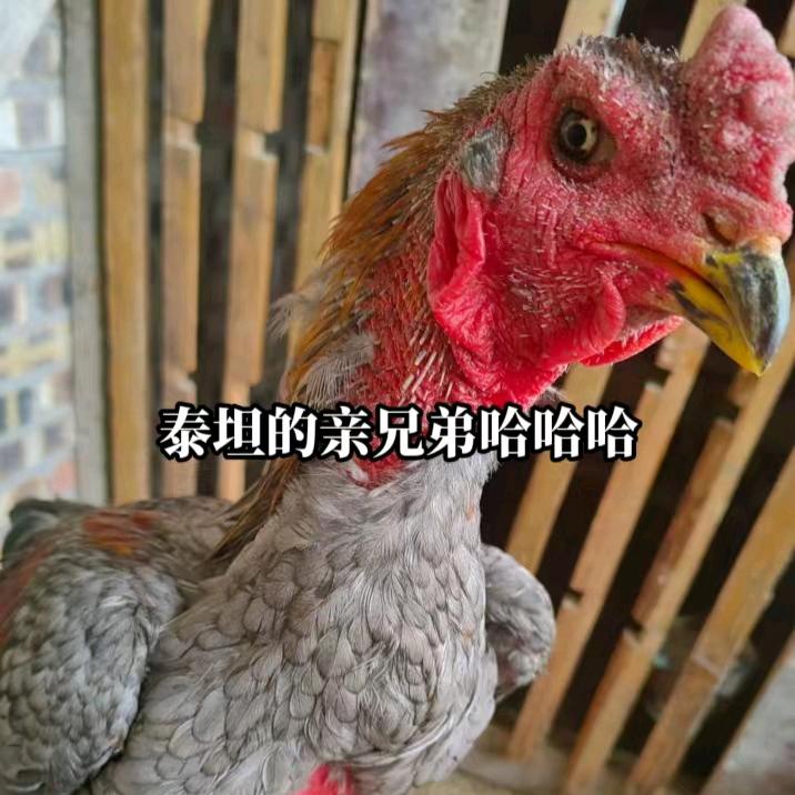 A~啊磊《斗鸡专业养值》