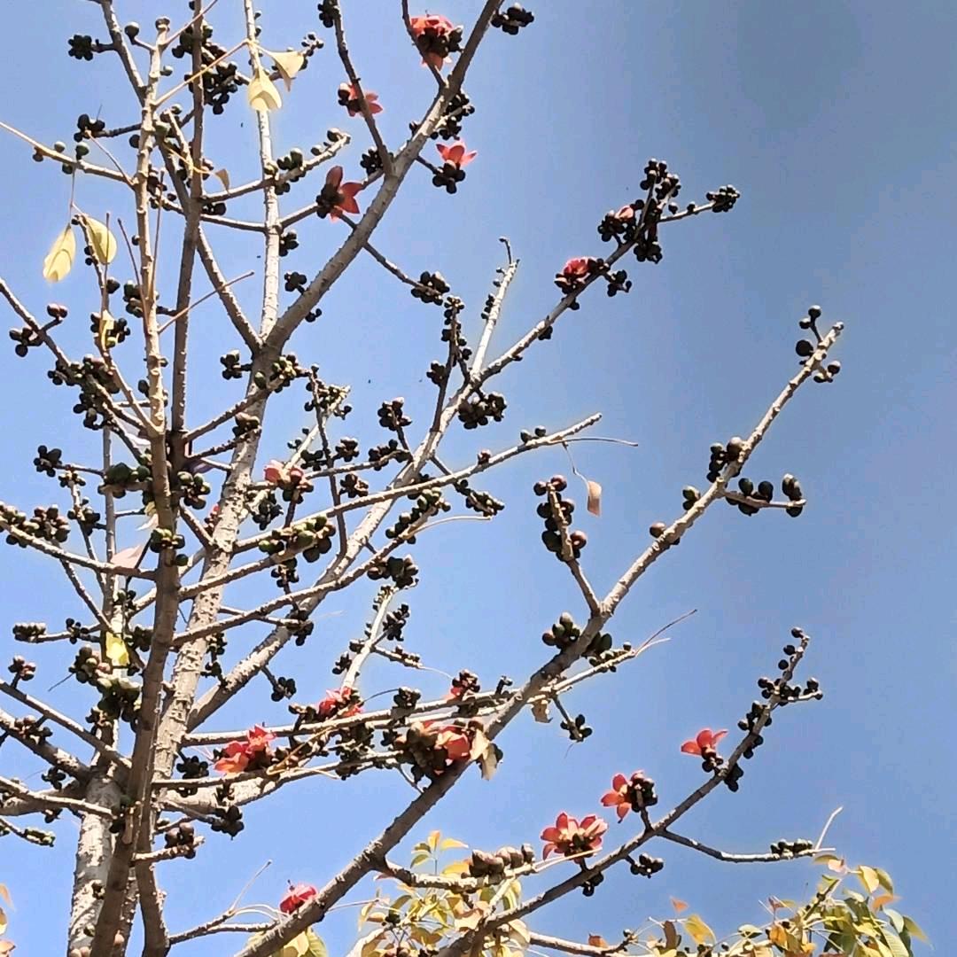 七哥（营养膳食）