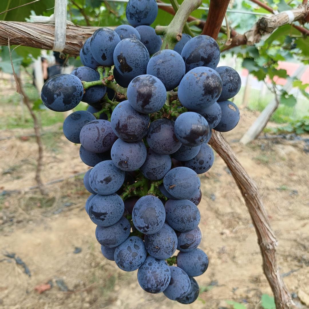 夏宏军生态农业