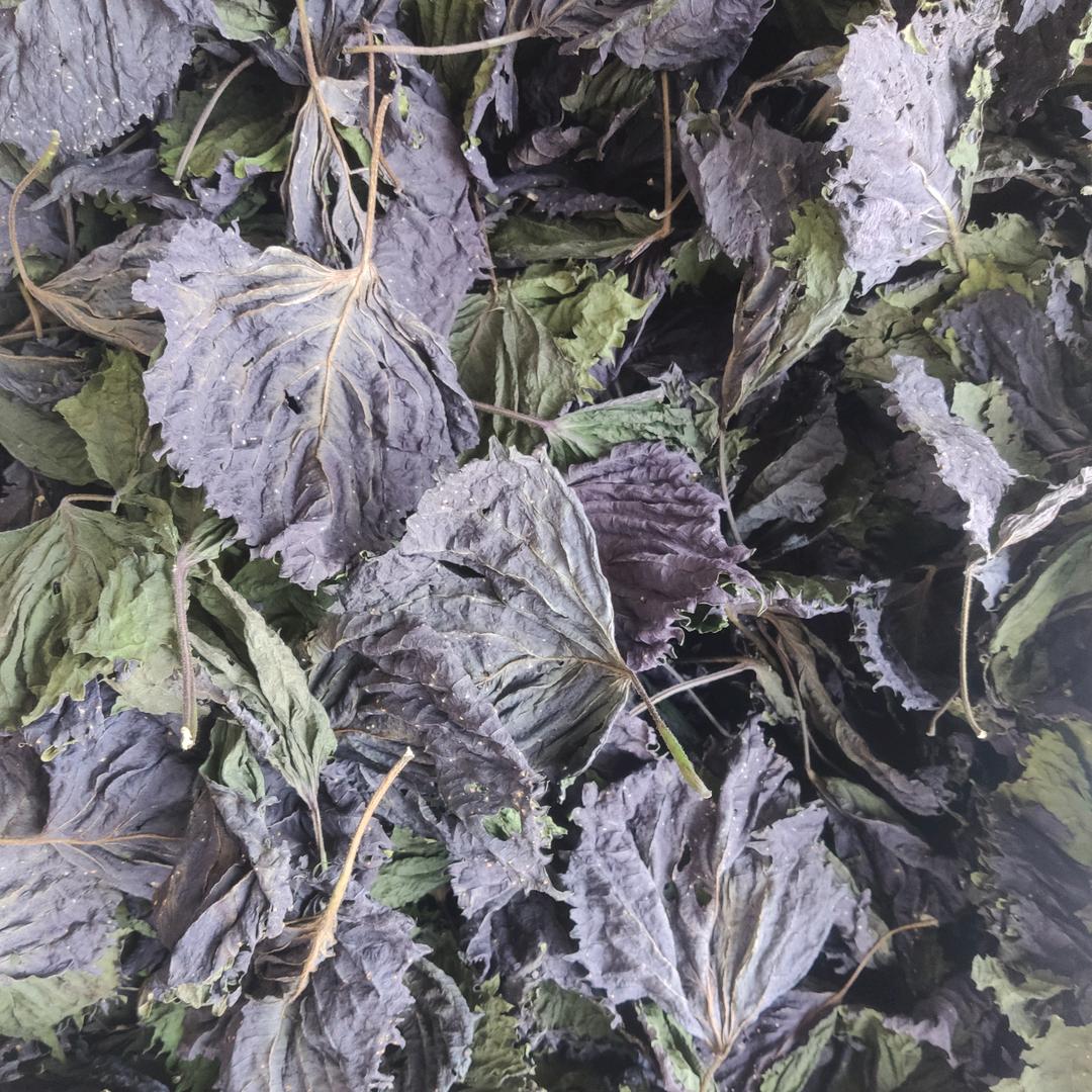 刘标（紫苏叶产地直销）