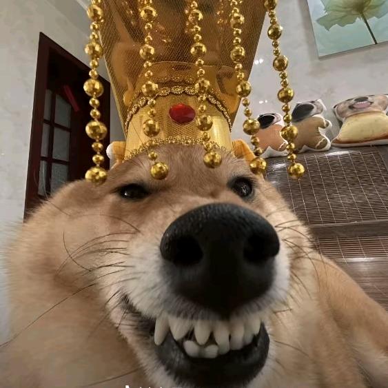 小猪佩奇我配你🐳