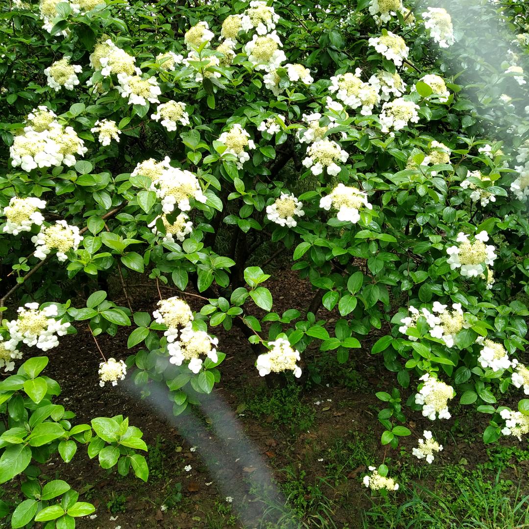 吴金安‘66年马