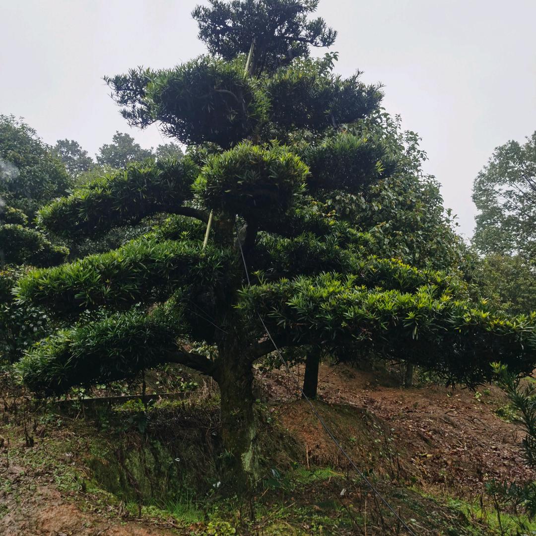 满弟