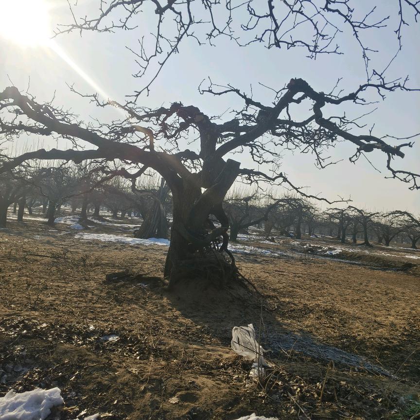 曲阳县阳熙种植农民专业合作社