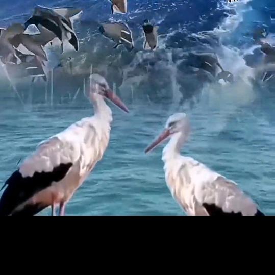 用户5945666866755拒绝合拍