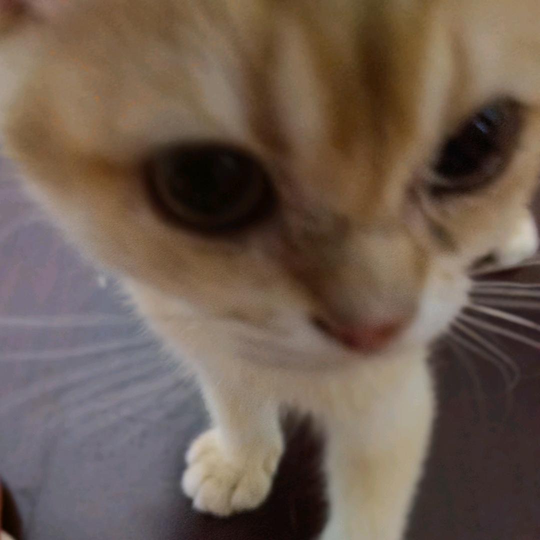 钱小猫