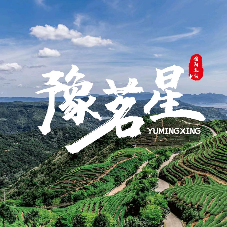 豫茗星信阳毛尖