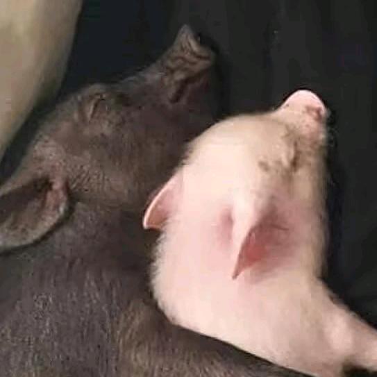 ʰᵉˡˡᵒ𝙠𝙞𝙩𝙩𝙮.。。