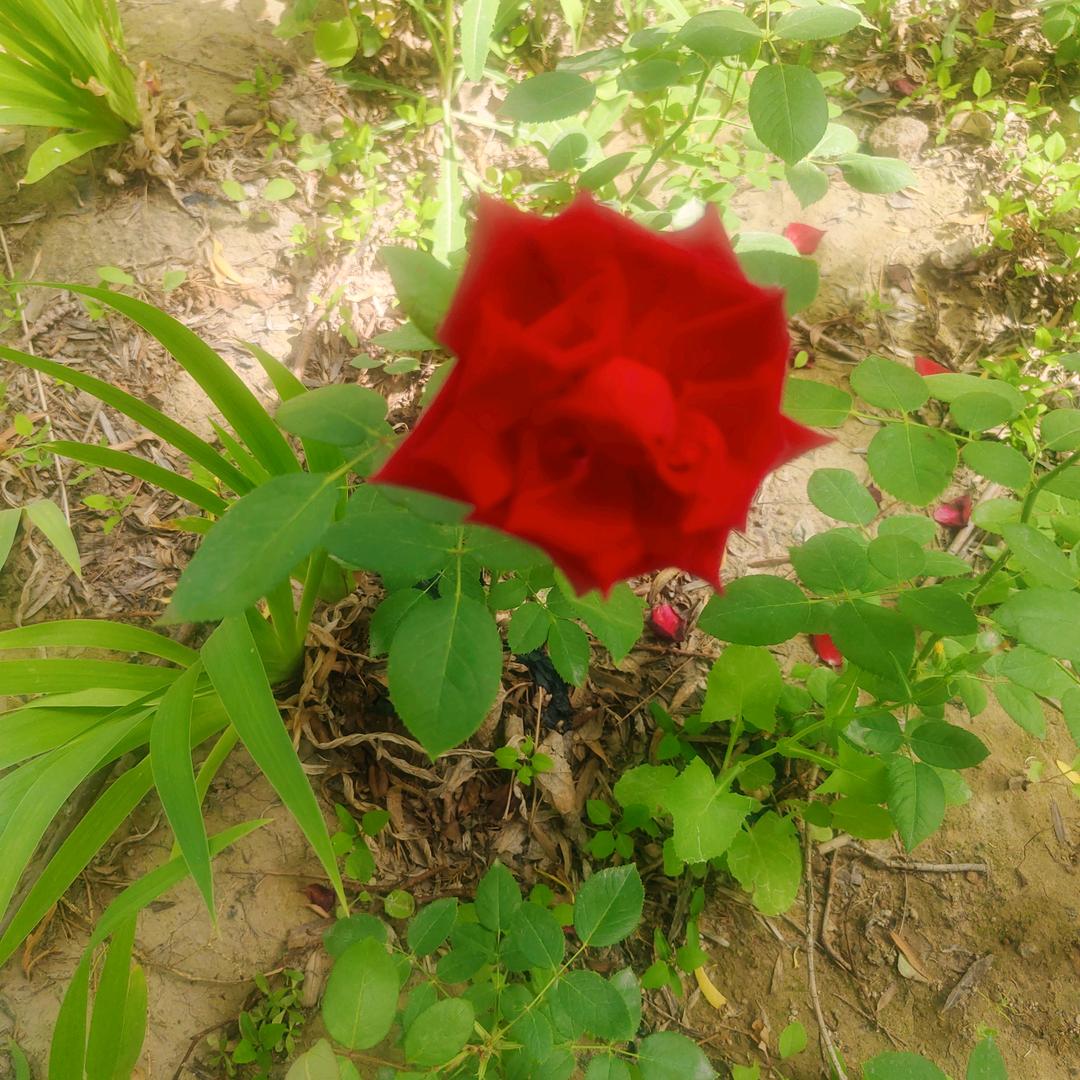 ♥北辰(｡￫v￩｡)韵然