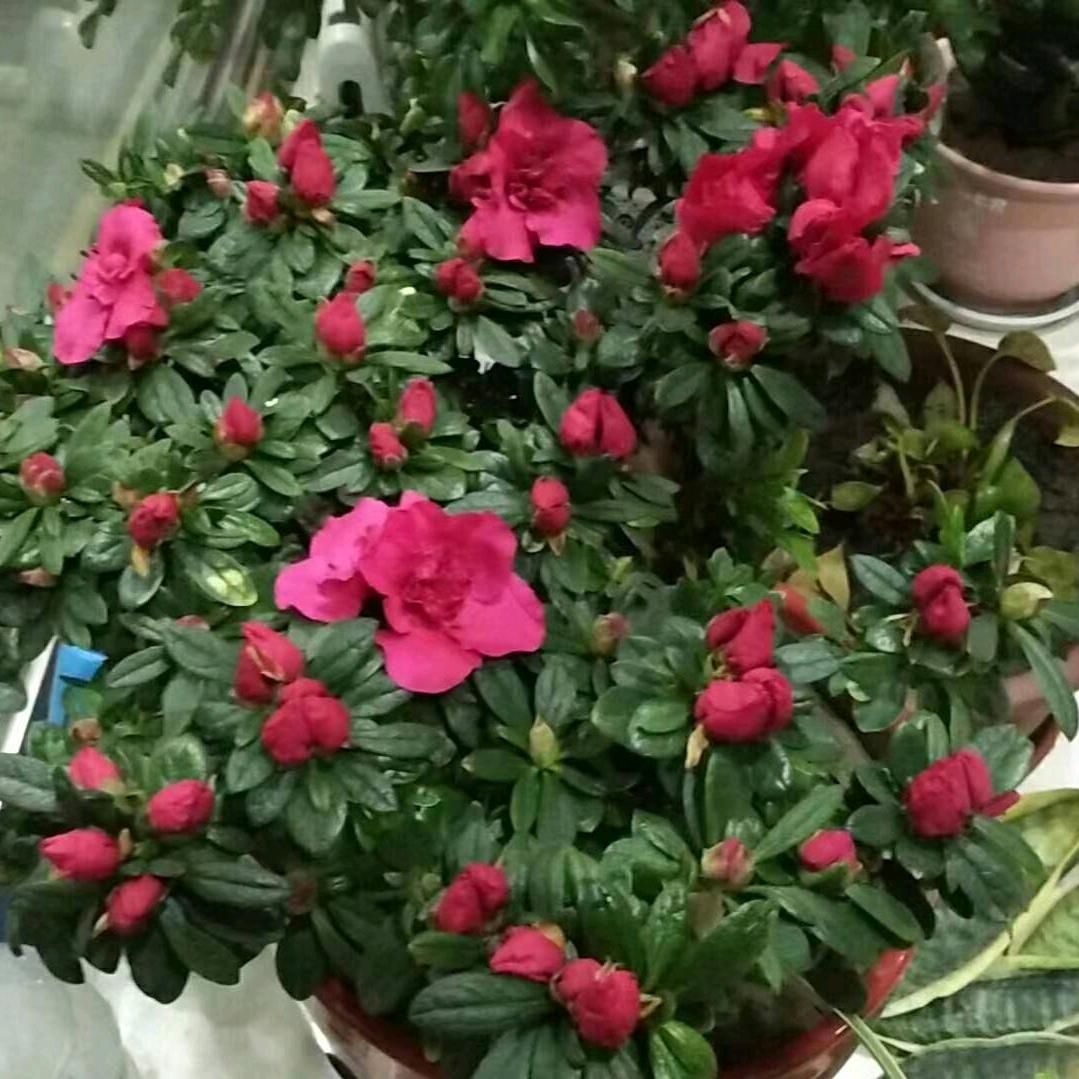 小树奶奶