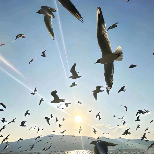 山猪吃不了细糠