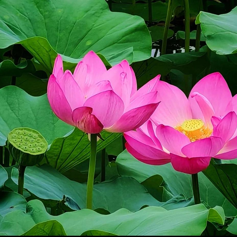开心果🌹🌝᭄