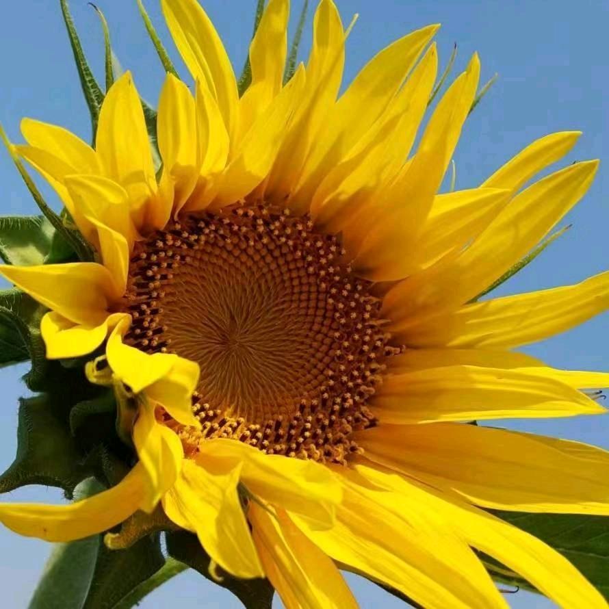 平安🌻🌻