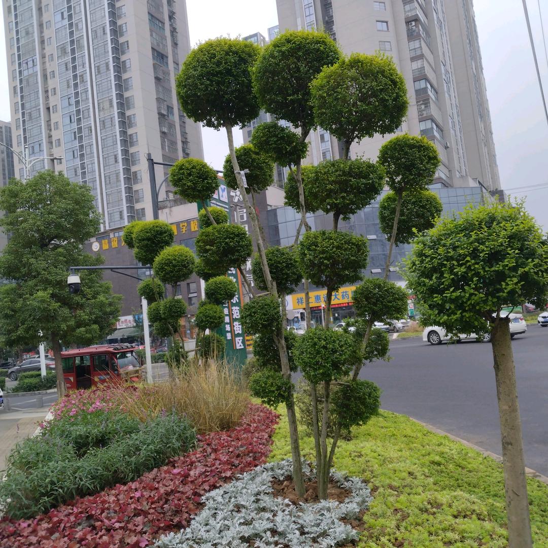 为了责任而忙碌