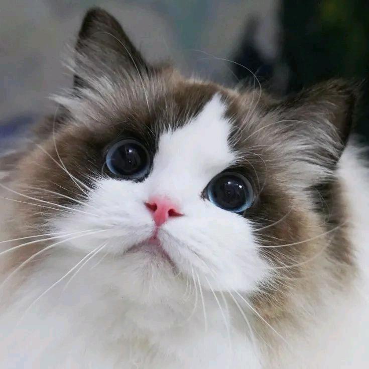 多鱼(=￣ω￣=)喵喵喵