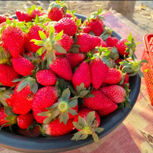 丹丹草莓采摘园🍓