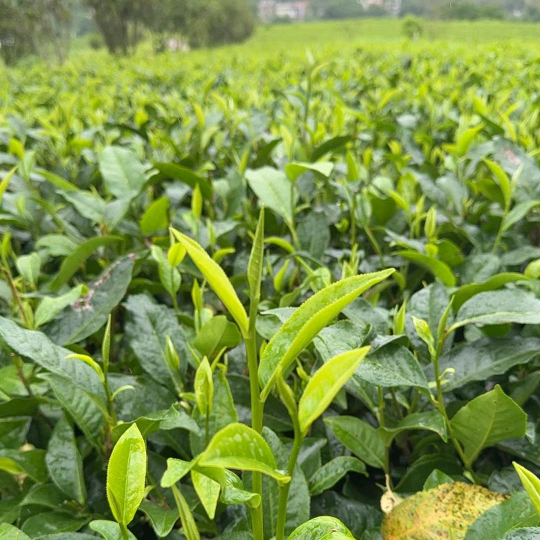 岭南尊红（茶厂）