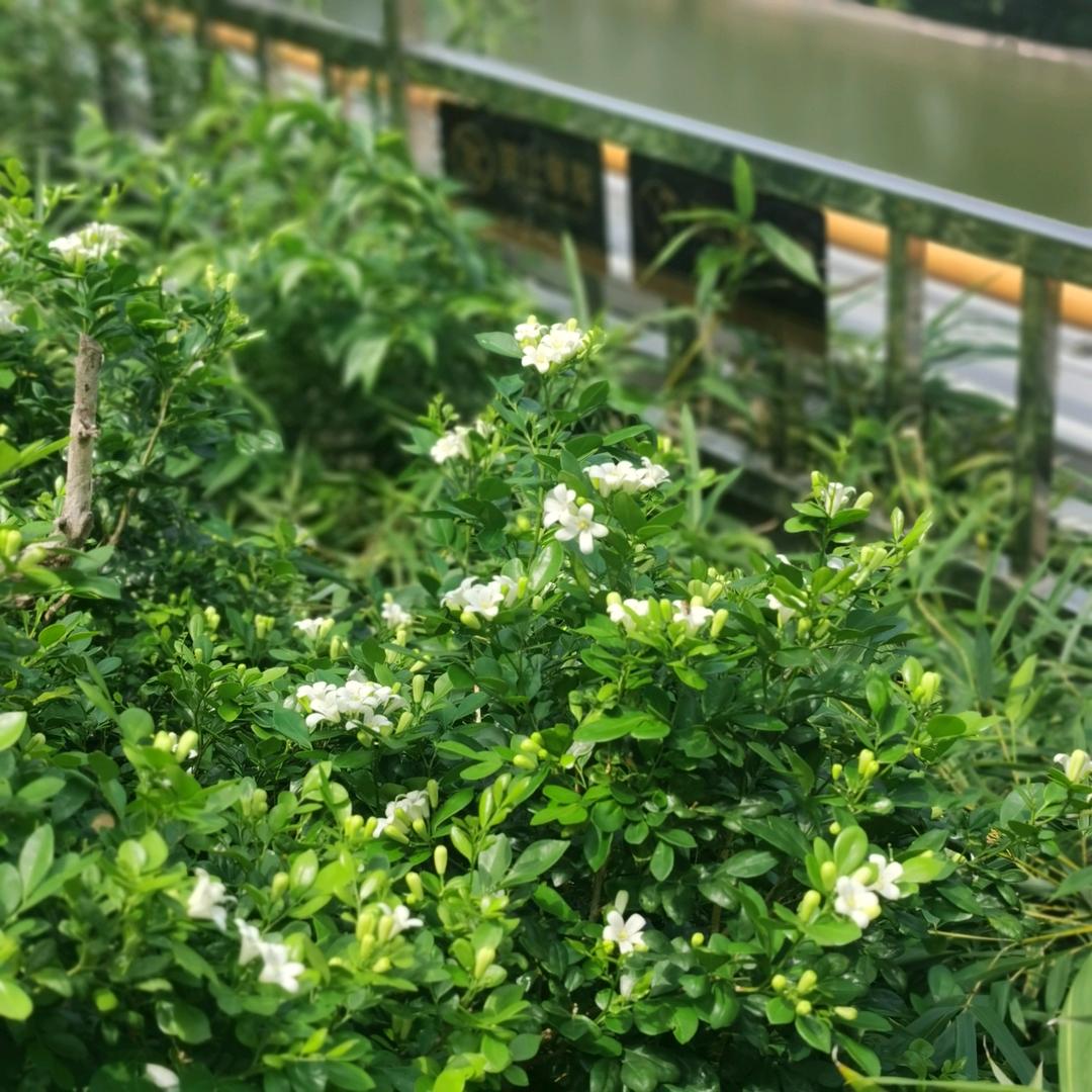 游戏煮播