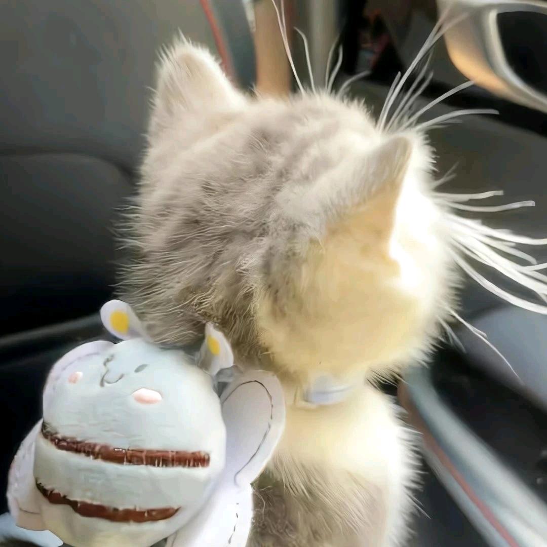猫猫🐾