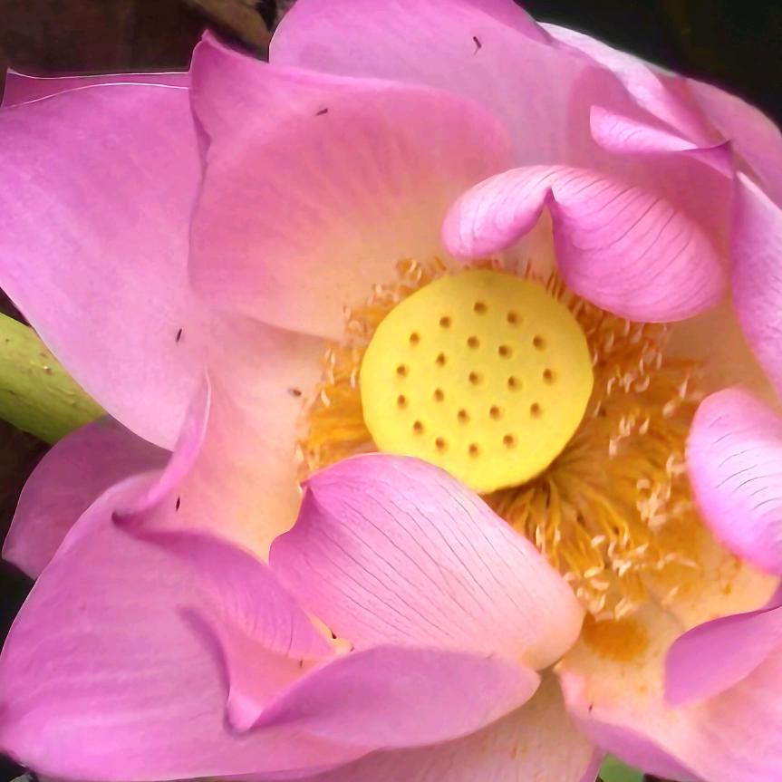 带刺[玫瑰]的[玫瑰]玫瑰