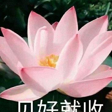 🌹倾郭🧚🌹🌺倾城