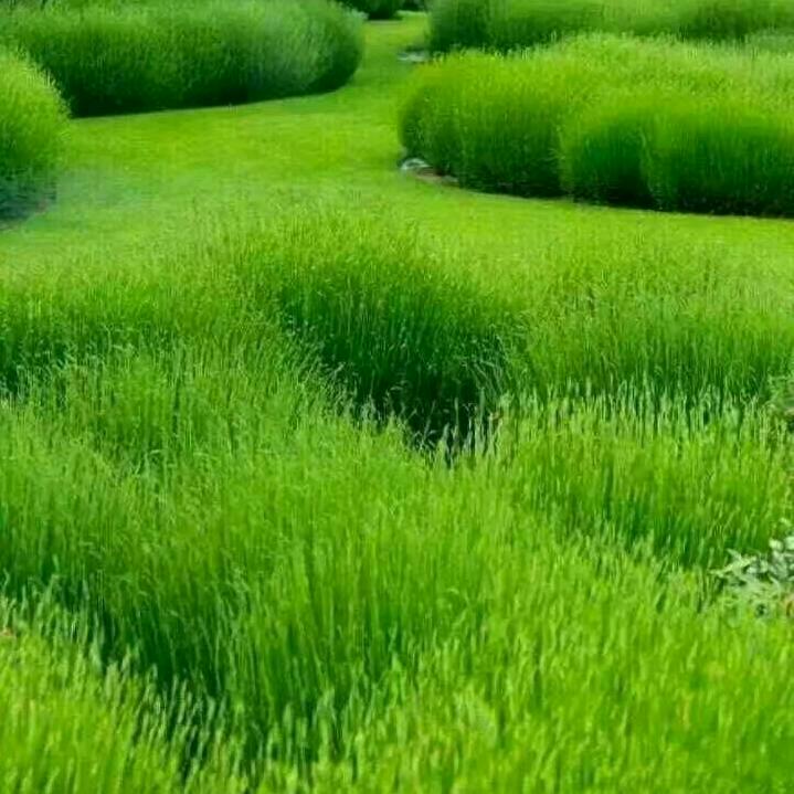 蓝天