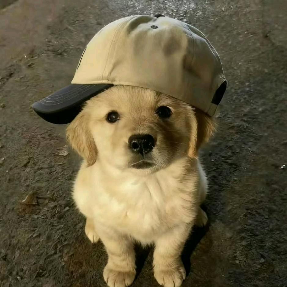 (●'◡'●)