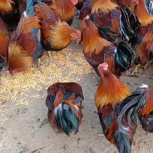 清远山泉水走地鸡