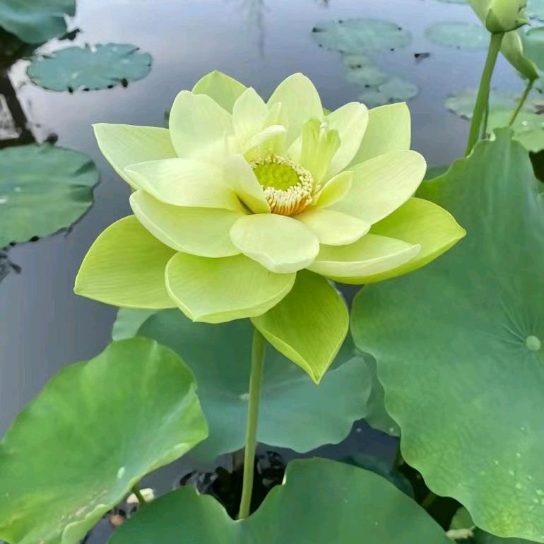 烂七八糟的阿奶头像