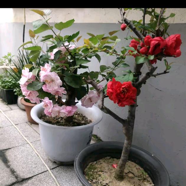 除夕