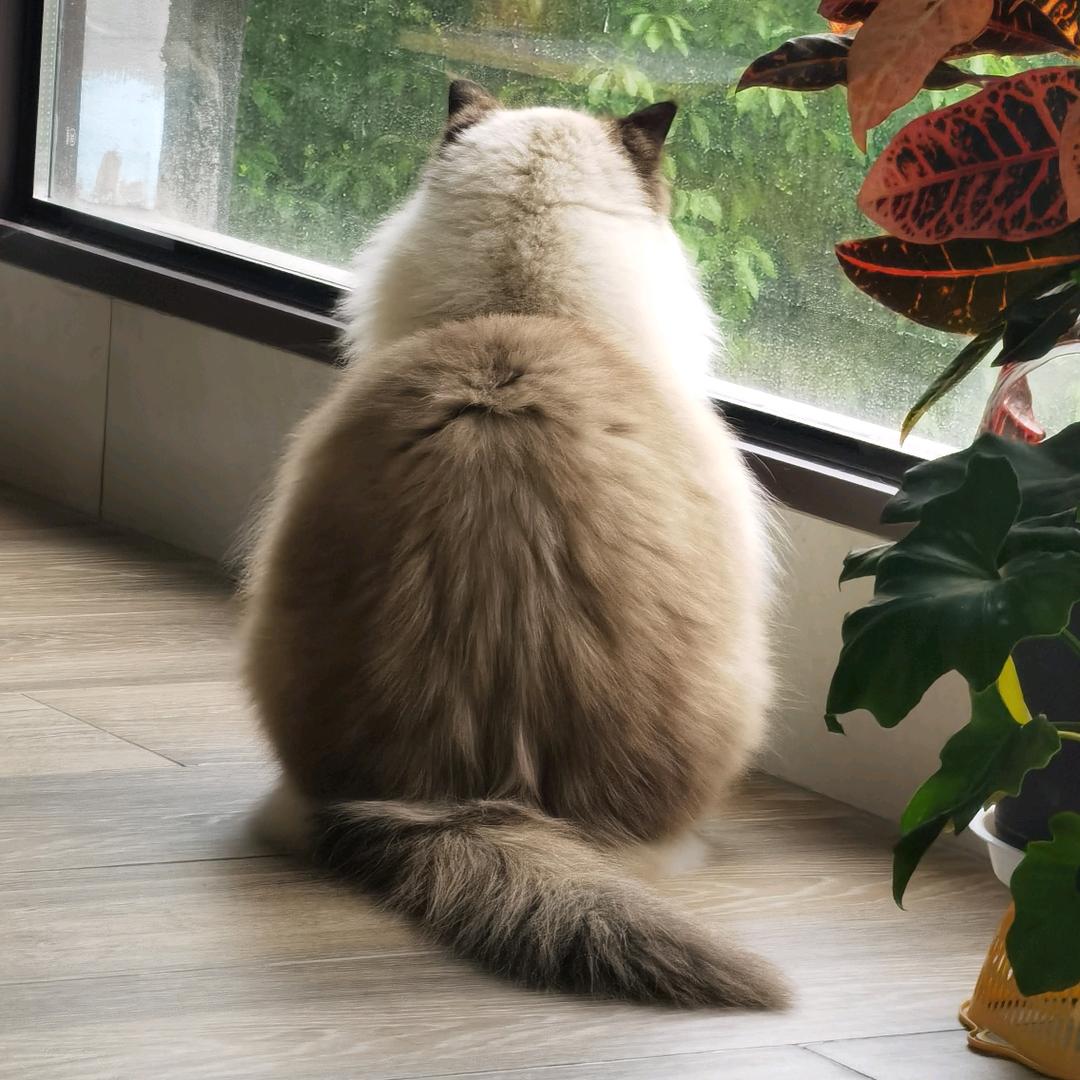 Coco.琴光一