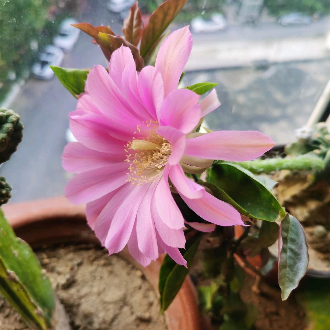 爱花人