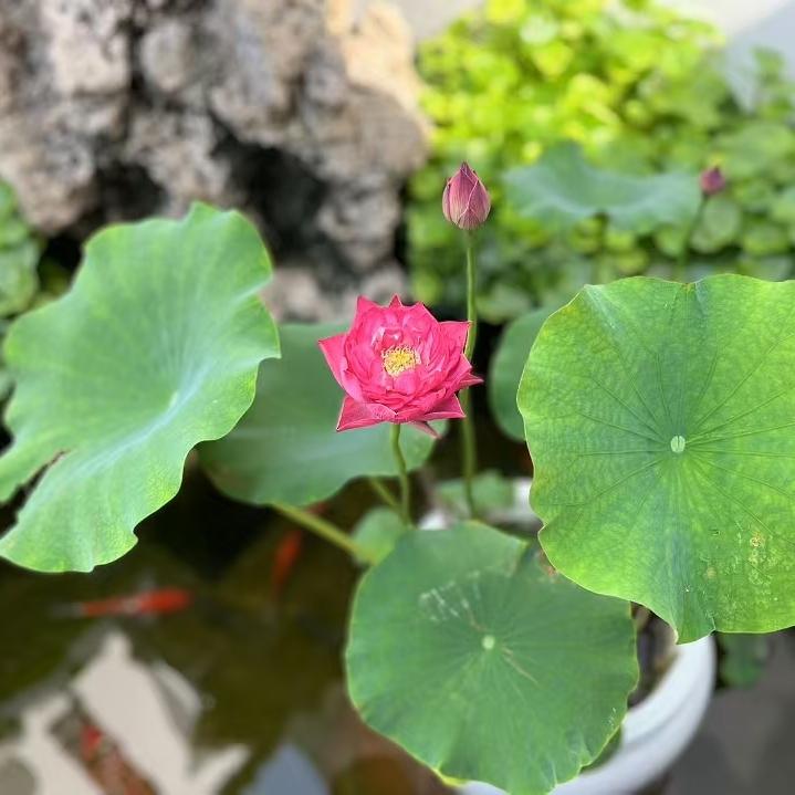 欢喜小院（日照）