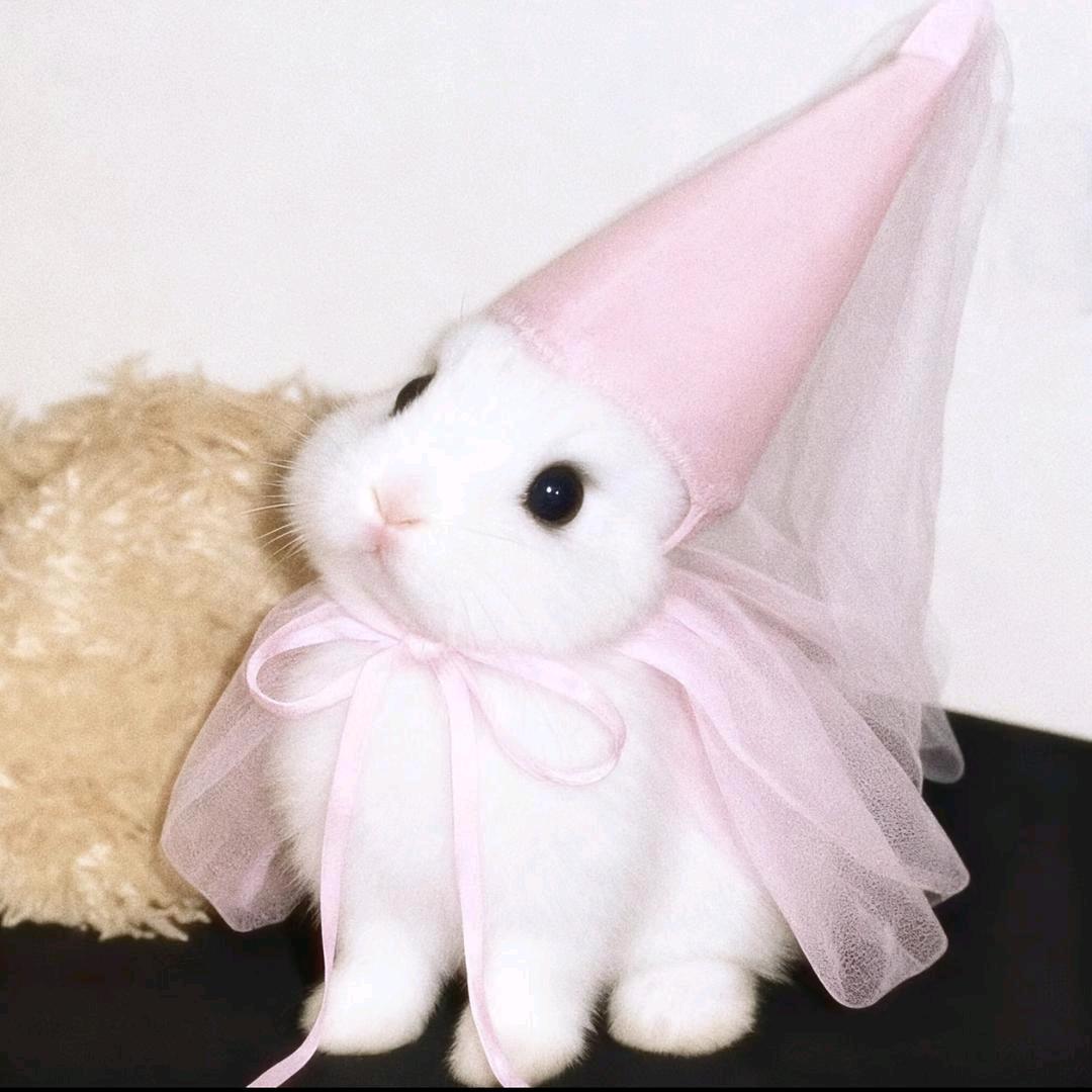 今晚把你们豆沙了