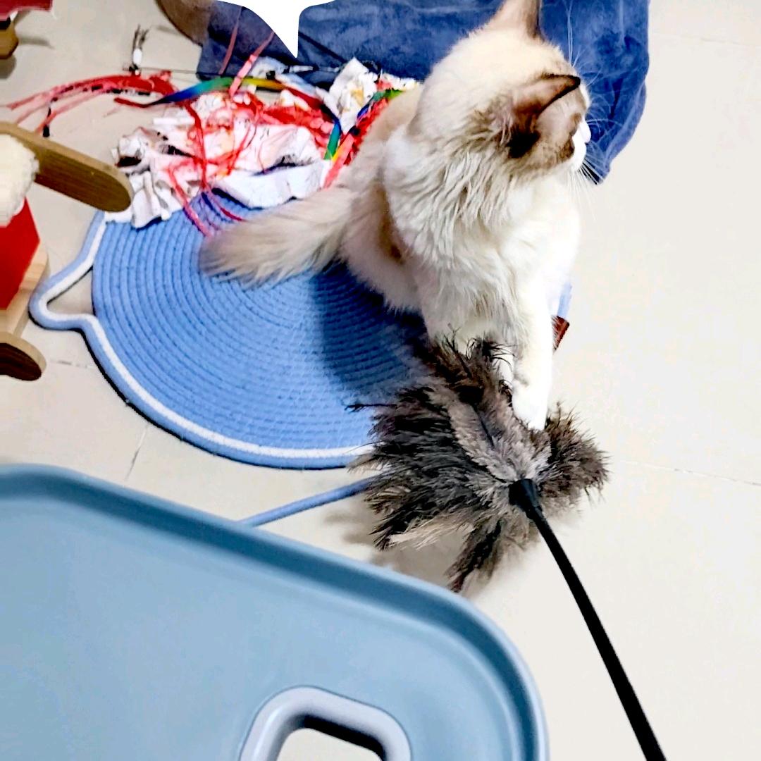 猫咬狗嫌