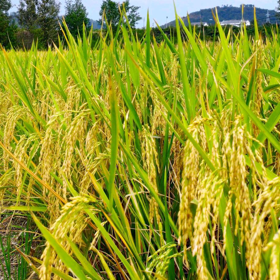 晨曦农业知识分享