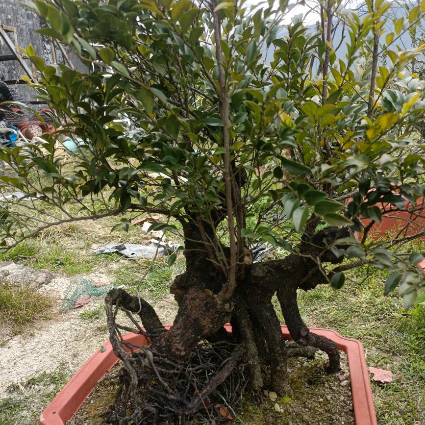 怡心园艺场