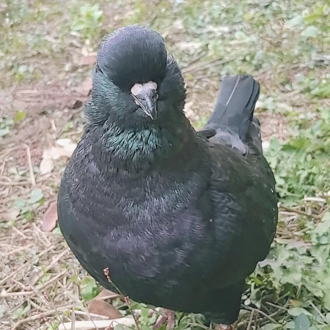 韩彦红