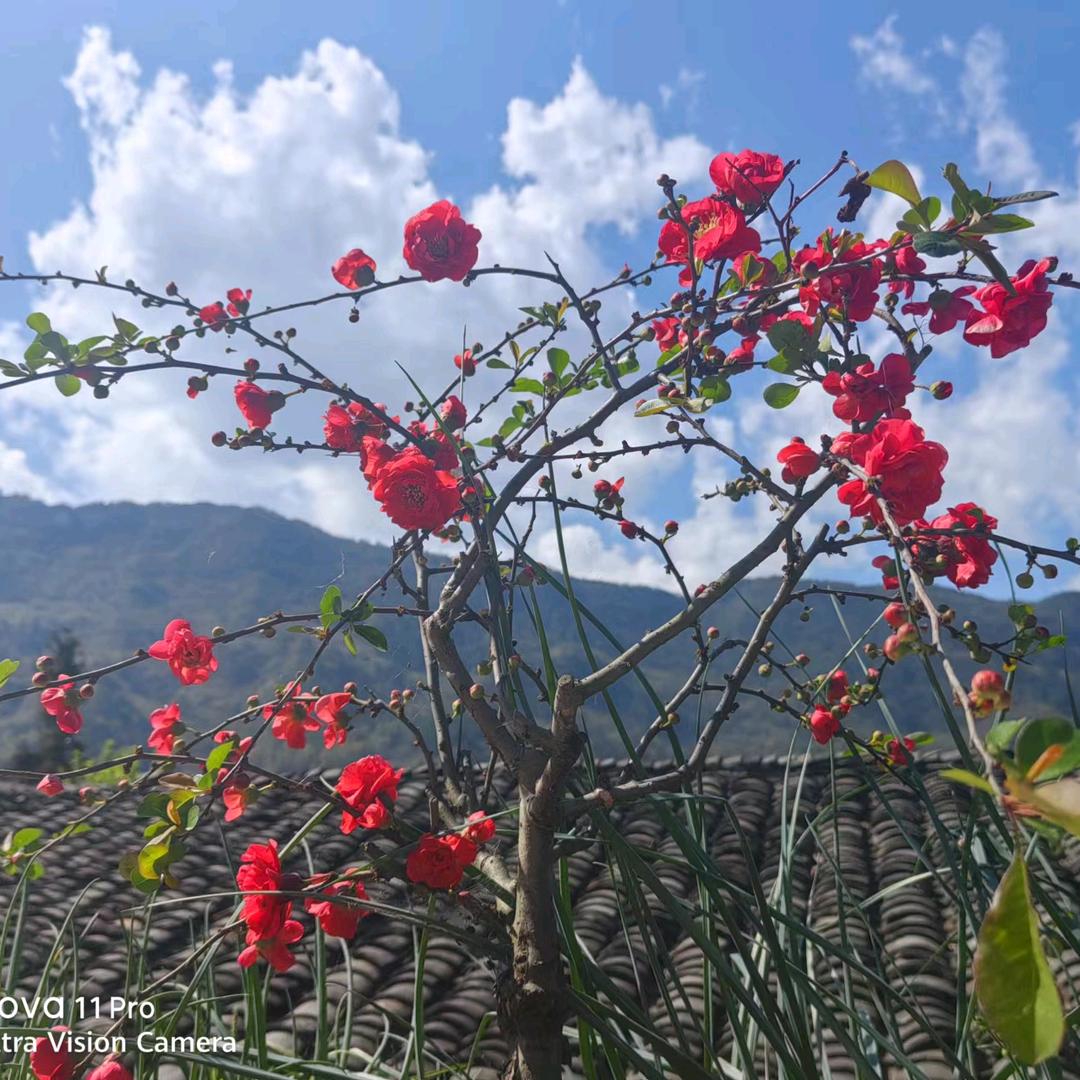 彭水高级月嫂，育儿嫂颜姐