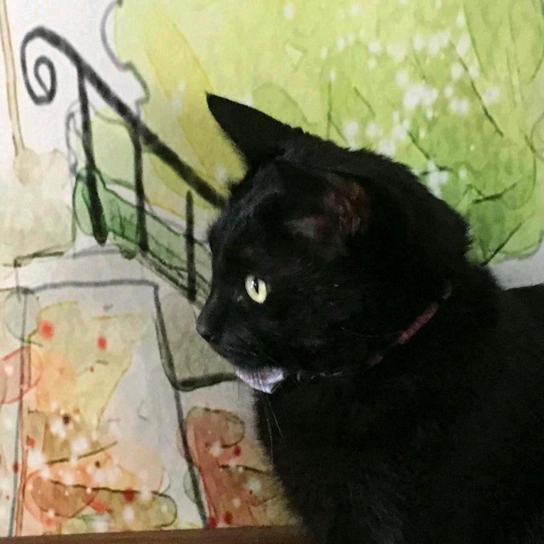 满粉(*^_^*)张小黑的胡子