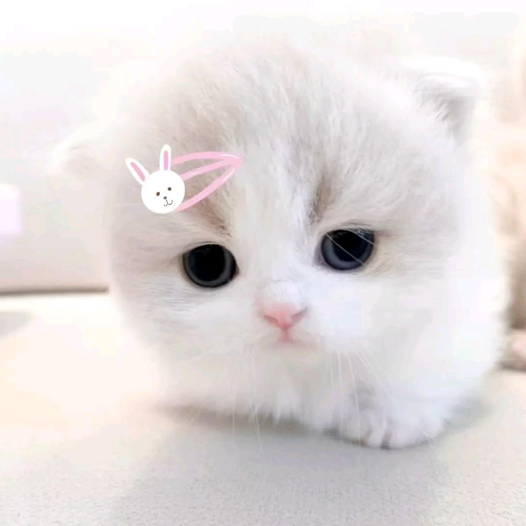 小小Q