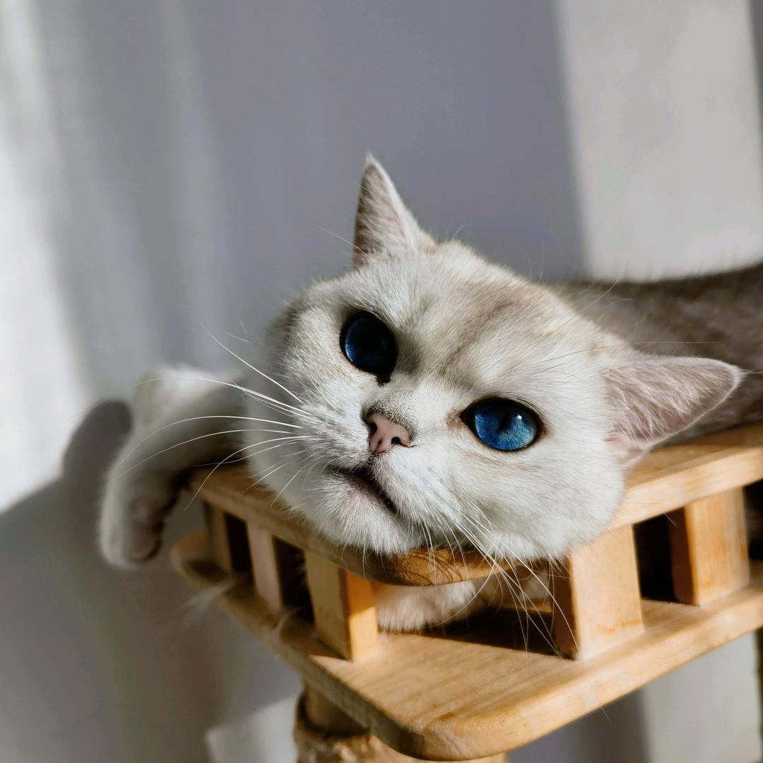 没错我是王大毛