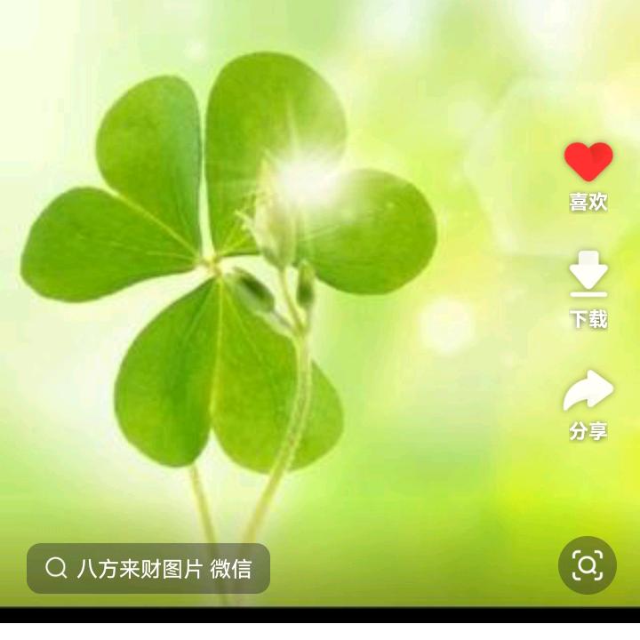 幸运草