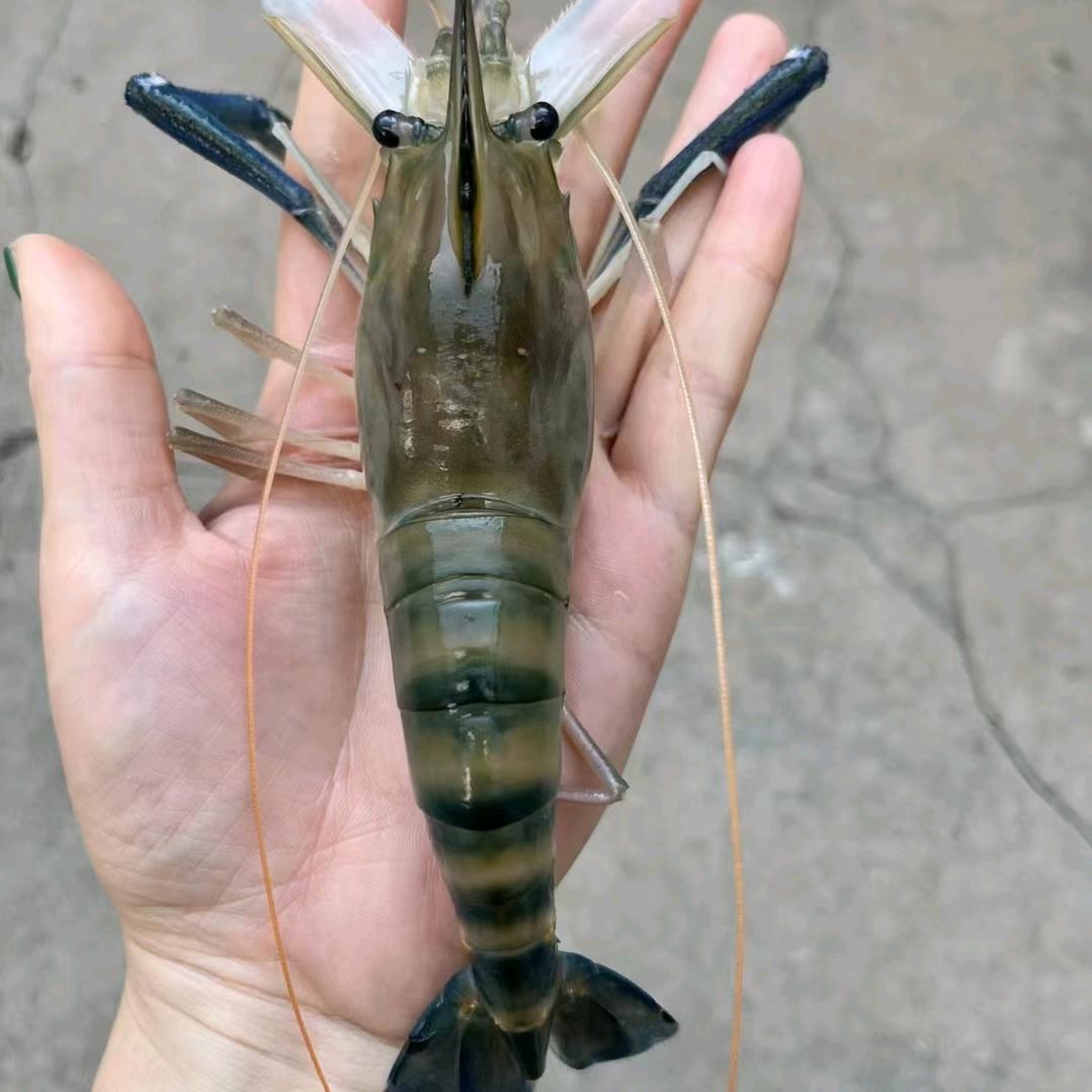 大雁～企鹅生物