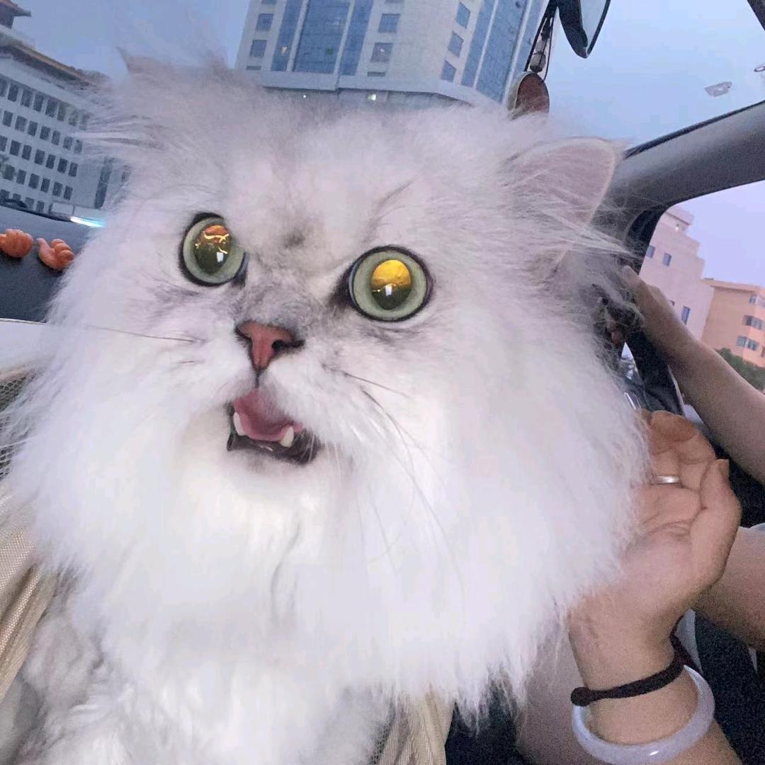 流泪的天使ᴸʸ