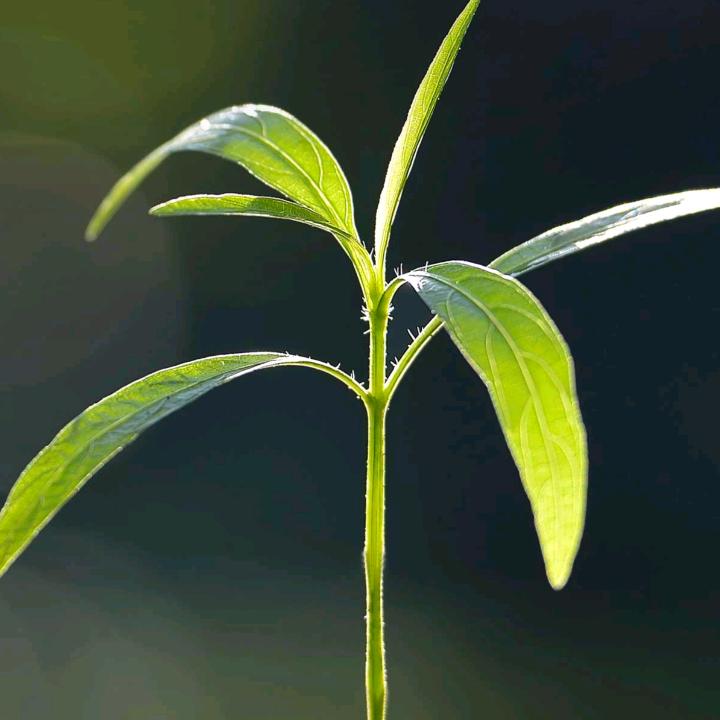 传奇老酒馆